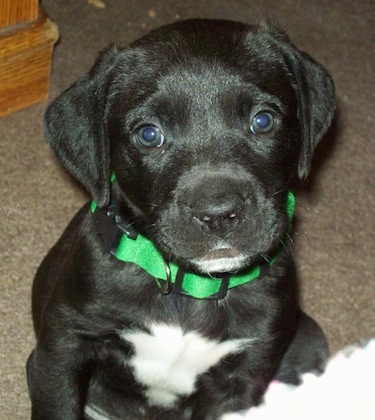 american bulldog and lab mix