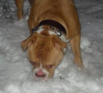 A tan with white American Bulldog is sticking its nose in snow.