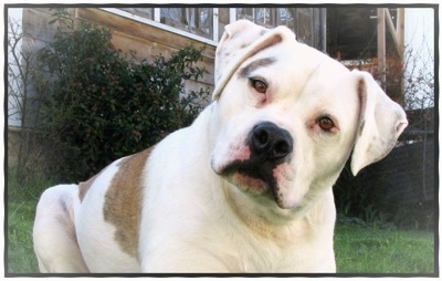 The front right side of a white with tan American Bulldogge is laying on grass and there is a house behind them.