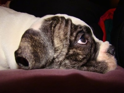 Close up - The right side of a brindle with white American Bulldog puppy that is laying on a cushion