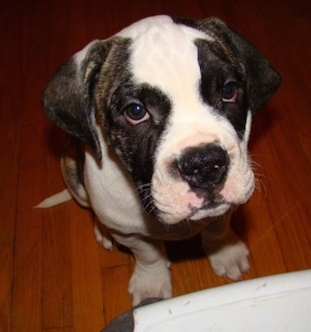 Close up - A brindle with white American Bulldog puppy is sitting on a hardwood floor and it is looking up, at the person in front of it.