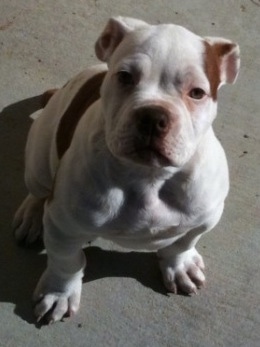 Topdown view of a white with brown American Bulldog puppy is sitting on the ground and it is looking up