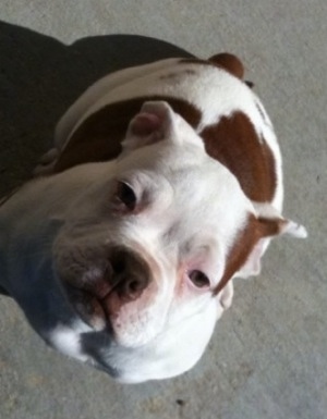 Topdown view of a white with brown American Bulldog puppy that is sitting on the ground, it is looking up and its head tilted towards the right.