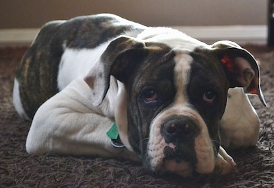 A brindle and white American Bulldog puppy is laying down on a carpet and it is looking forward.