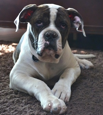 A brindle with white American Bulldog puppy is laying on a carpet, there is a dresser behind them.