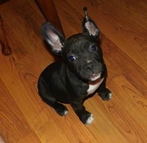 Topdown view of the front right side of a black with white American French Bull Terrier puppy that is sitting on a hardwood floor, there is a chair behind it and it is looking to the left.