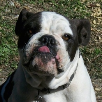 Close up - A black and white Amitola Bulldog is sitting in grass, it is looking forward, its mouth is open and its tongue is sticking out.