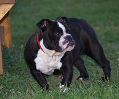 A black with white stocky Amitola Bulldog is standing on tgrass, it is looking to the right and there is a bench to the left of it.