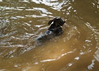 The back right side of a black with white Amitola Bulldog that is swimming through murky water.