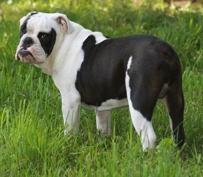 black white english bulldog