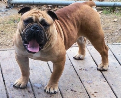 The front left side of a tan Amitola Bulldog that is standing across a wooden deck, it is looking forward, its mouth is open and its tongue is sticking out.