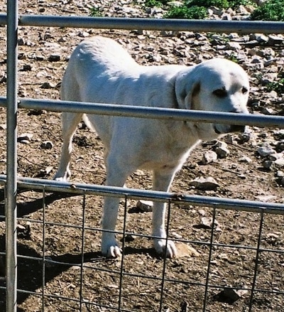 The front right side of a white Anatolian Pyrenees that is standing in dirt and behind a fence.