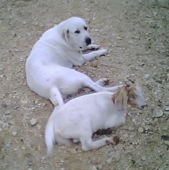 anatolian shepherd pyrenees mix