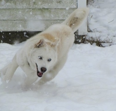 big white wolf dog