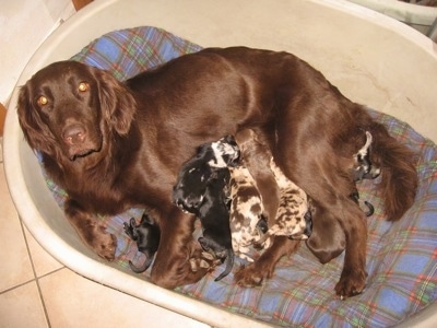 Topdown view of a brown Aussie-Flat in a tub with a litter of puppies in a basket.