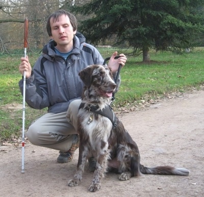 The front left side of a merle Aussie-Flat that is sitting next to a blind person