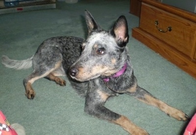 The front right side of a merle Australian Cattle Dog that is laying down on a green carpeted floor and it is looking to the left.