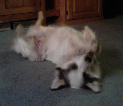 Kayci the Australian Eskimo laying on back paws up on a carpet