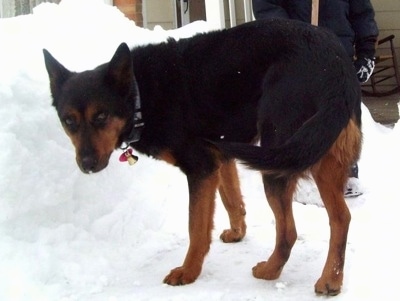 The back left side of an Australian Kelpie that is standing in snow and it is looking forward.