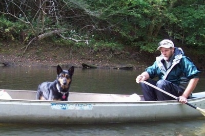 A black with brown Australian Kelpie is standing in a row boat and there is a man rowing it.