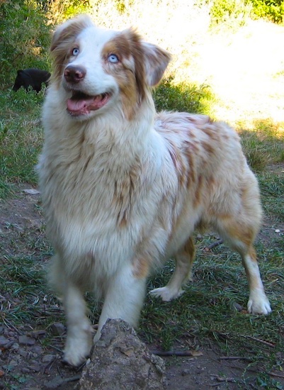 blue eyed tri australian shepherd