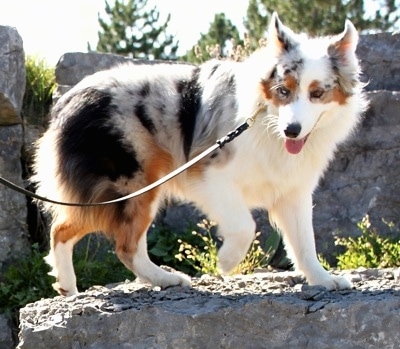 The right side of a blue merle Australian Shepherd that is standing on a large rock with its mouth open and tongue out. It is looking forward.