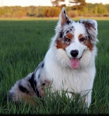 A blue merle Australian Shepherd is sitting in tall grass with one ear up, its mouth is open and its tongue is out.