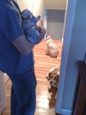 Two brown with white dogs are sitting and laying down at the top of stairs with a person holding a baby in front of them