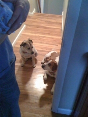 Two Dogs sitting and laying down at the top of stairs with a man holding a baby standing in front of them