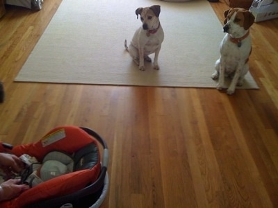 Two brown and white dogs sitting on a rug and staring at a baby in a car seat, as a person snaps the straps in place