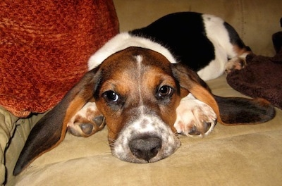 Sophiee the Basset Hound as a puppy laying on the couch with her ears spread to the sides