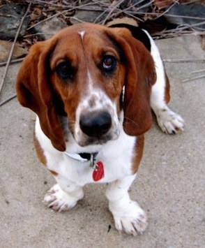 Sophiee the Basset Hound standing outside