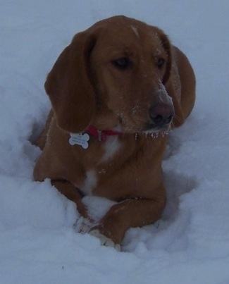 A tan with white Basset Retriever is laying in a pile of snow.