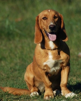 A tan with white Basset Retriever is sitting in a yard, its mouth is open, its tongue is out and it looks happy