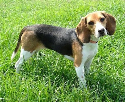 Baylee the tricolor Beagle standing outside in the grass