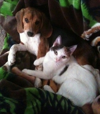 Joey the Beagle laying on a blanket with Chacha the Cat