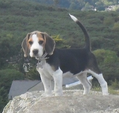 Koko the Beagle puppy standing on a rock on top of a hill