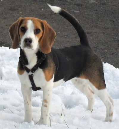 Koko the Beagle standing in snow with a blacktop behind it