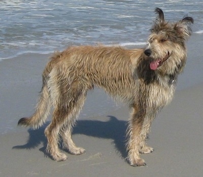 Jett the Berger Picard standing in sand on the beach in front of a body of water