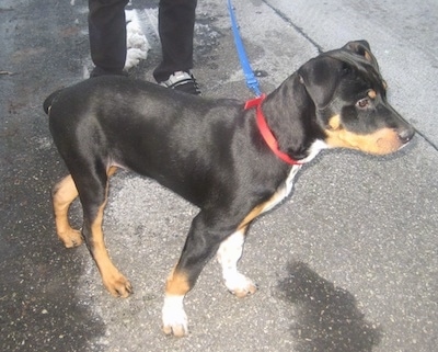 Bernese Rottie Dog Breed Information and Pictures