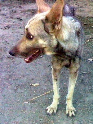 Front view - A skinny, black and tan Pakistani Shepherd Dog is standing in dirt looking to the left. Its mouth is open. You can see the dog's ribs.