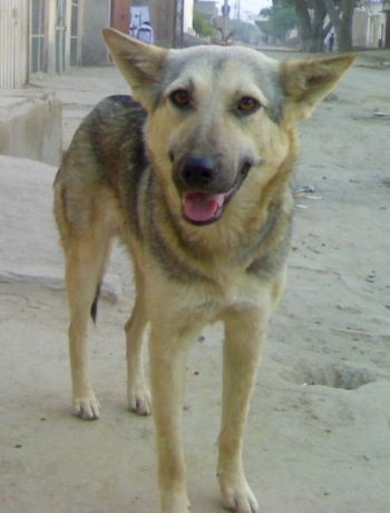 Close up view from the front - A black and tan Pakistani Shepherd Dog is standing in sand looking forward. Its mouth is open and its tongue is out and ears are perked but out to the sides.