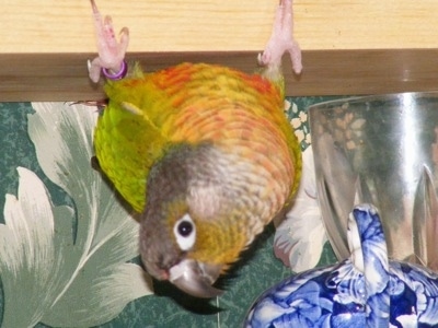 Close up - A Yellowside Green Cheek Conure is standing upside down clinging onto the edge of a piece of wood looking towards the camera.