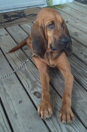 Darlin the Bloodhound laying on a wooden deck in front of the front door