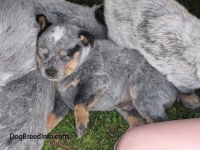 4 week old blue heeler