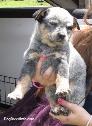 An Australian Cattle Puppy is being held close to a persons red hair.