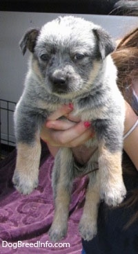 An Australian Cattle Puppy is being held in the air by a person