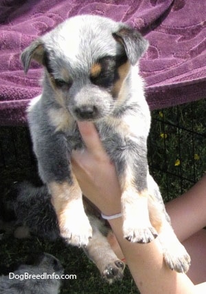 An Australian Cattle Puppy is being held in the air by a person wearing a bracelet. There are other puppies under a blanket behind them.