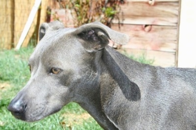 Close up - The left side of an American Blue Lacy that is standing in grass and it is looking down and to the left.