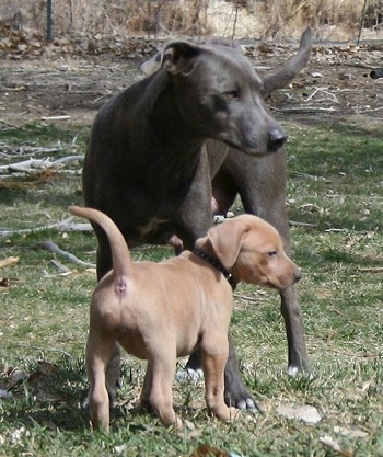 An American Blue Lacy and A tan American Blue Lacy puppy are standing head to head and they are looking to the right.